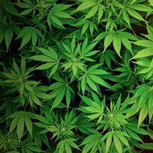 Weed Shop 2, ou le Howard Marks du pauvre